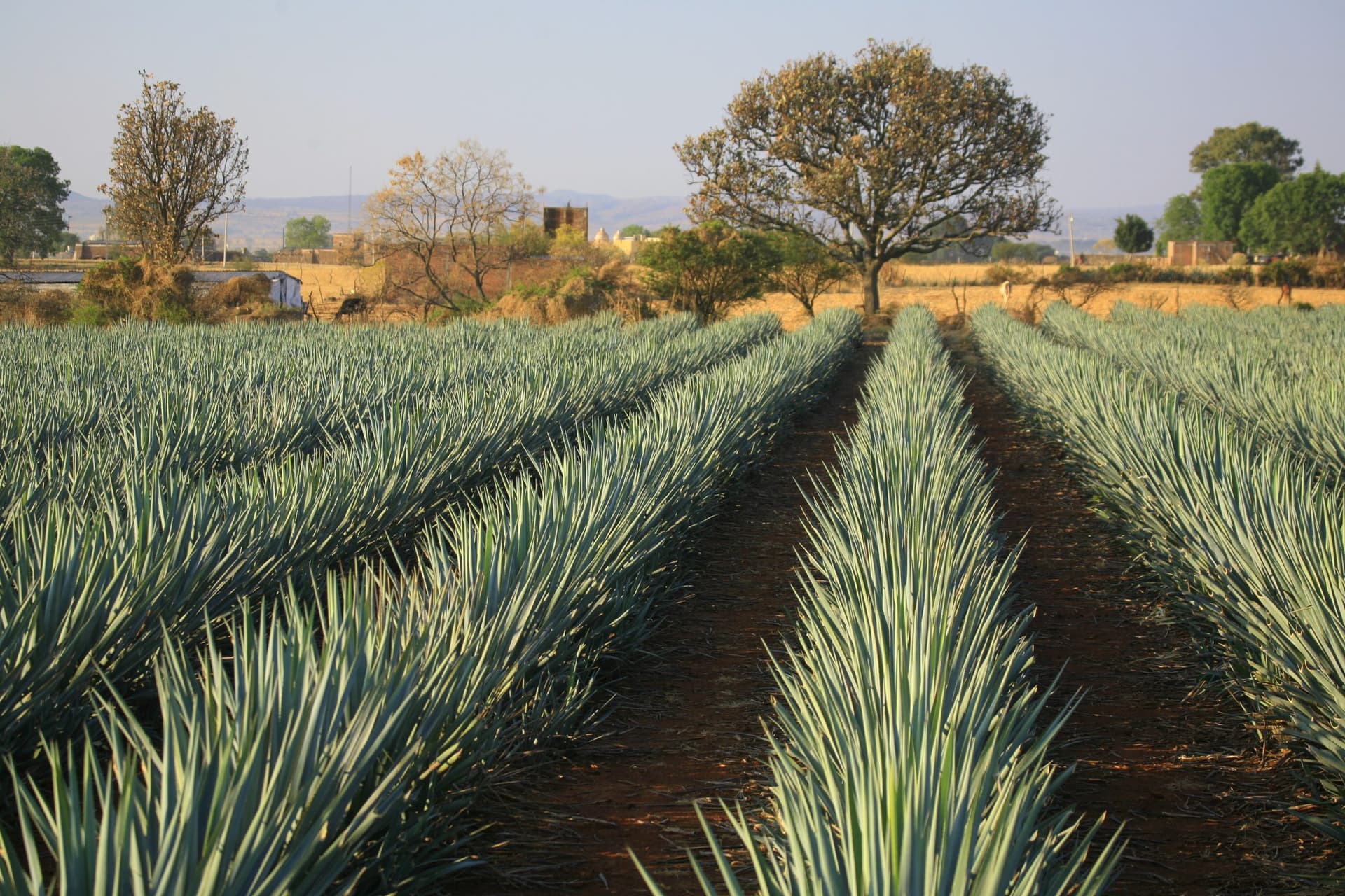 Agave field at Casa San Matias in Jalisco